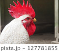 大きなトサカの白いニワトリの横顔 127781855