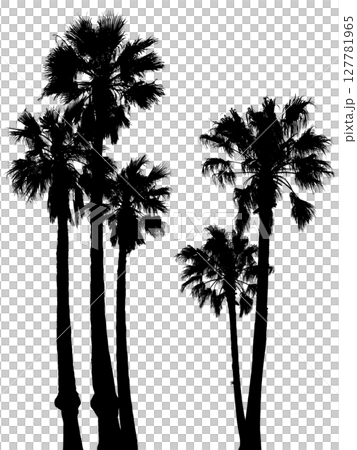 逼真的棕櫚樹剪影藝術，透明背景的切口 127781965