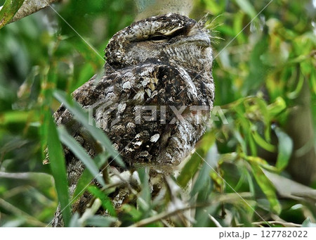 　野鳥の楽園オーストラリアの思い出。 127782022