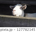 小屋の中から顔を出す白ヤギ 127782145