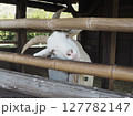 首を傾げて微笑む白ヤギ 127782147