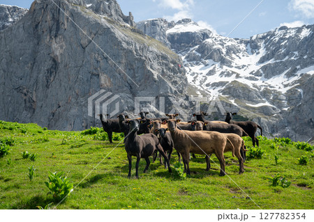 Flock of black and brown sheep grazing on alpine meadow with rocky mountain background 127782354