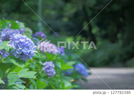 アジサイの咲く風景　あじさいの散歩道 127782380