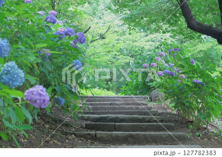 階段の両側に咲くアジサイ　鶴舞公園 127782383