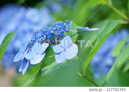 青いガクアジサイ 127782393