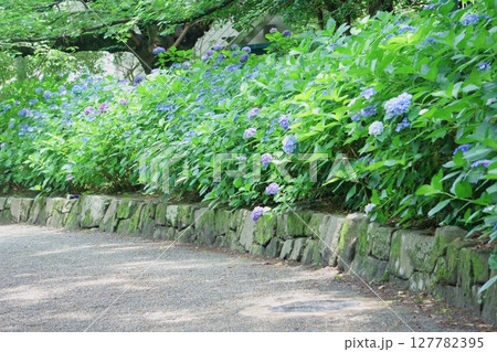 アジサイが咲き乱れる風景　鶴舞公園 127782395
