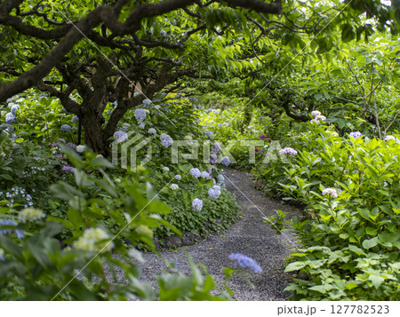 紫陽花が咲く庭園の風景 紫陽花が咲く庭園の風景 127782523