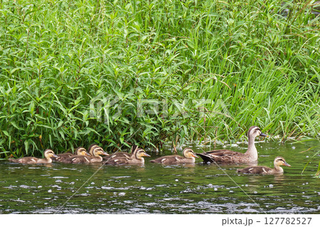 カルガモの大家族 127782527