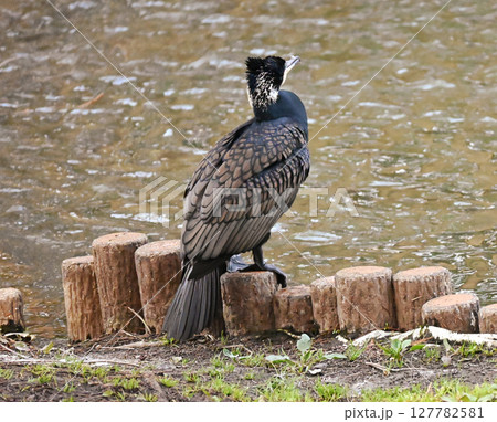 縁石で水辺を向くカワウ 縁石で水辺を向くカワウ 127782581