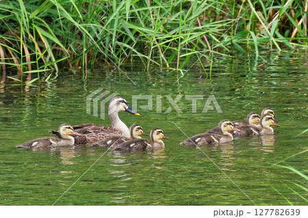 親鳥と一緒に泳ぐカルガモの雛 127782639