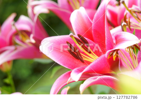 白い縁取りのあるピンクのユリの花 127782786