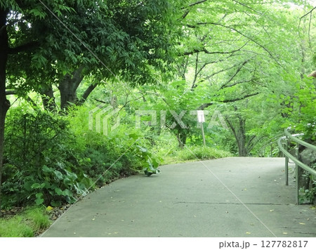 緑に囲まれた道 緑に囲まれた道 127782817