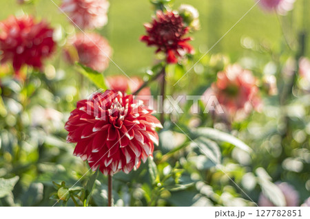 赤いダリア 127782851