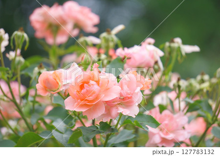 ピンクの花　ジャルダンドゥフランス 127783132