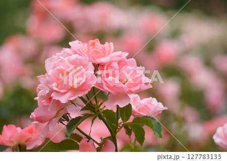 ピンクのバラ　ジャルダンドゥフランス 127783133