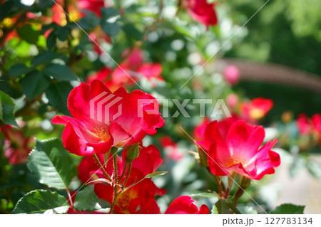 咲き乱れる赤いバラの花 127783134