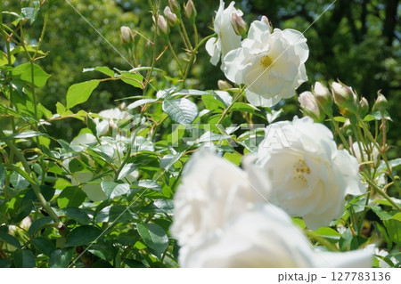 光を浴びる白いバラの花 光を浴びる白いバラの花 127783136