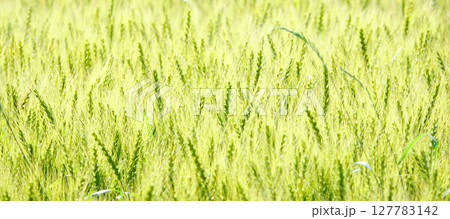 ゆらゆらと風に揺れる麦の穂 127783142