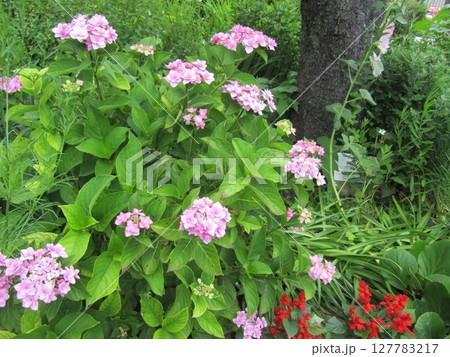 桃色の額紫陽花の花 127783217