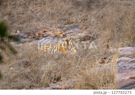 wild female bengal tiger or panthera tigris ranthambore national park forest reserve rajasthan india. tigress sitting in grass in dry rocky hills in winter season evening golden hour light in safari 127783273