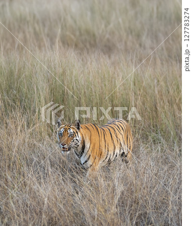 wild female bengal tiger or panthera tigris bandhavgarh national park forest reserve madhya pradesh india tigress walking camouflaged hiding her body in dry grassland for hunt in summer season safari 127783274