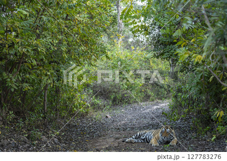 Showstopper wild dominant indian male tiger or panthera tigris sitting on road with natural green background roadblock inside jungle safari at Ranthambore National Park Forest Reserve Rajasthan India 127783276