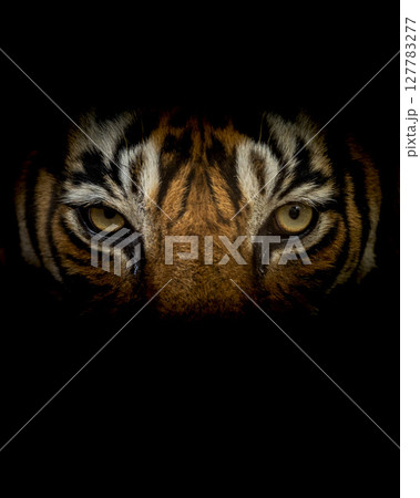 Wild royal bengal male tiger or panthera tigris angry eyes closeup with eye contacr and face in isolated black background in safari at ranthambore national park forest reserve rajasthan india 127783277