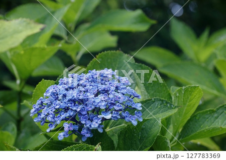 紫陽花 紫陽花 127783369