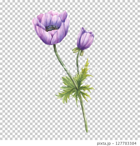 Purple anemone flower with lilac realistic bud, stem and leaves. Floral violet plant perfect for invitations, greeting, wedding card. Hand painted in watercolor isolated from white background clipart 127783384