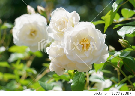 光を浴びる白いバラの花 光を浴びる白いバラの花 127783397