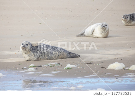 Eierland, De Cocksdorp, Texel, The Netherlands, Oktober 28th, 2024, Seals are peacefully resting on Eierland, De Cocksdorp, Texel, The Netherlands, Oktober 28th, 2024, Seals are peacefully resting on 127783525