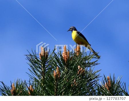 松の梢に止まるキセキレイ 127783707