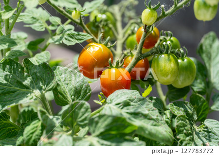 夏の日差しを浴びる家庭菜園のトマト 127783772