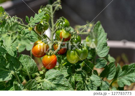 夏の日差しを浴びる家庭菜園のトマト 127783773