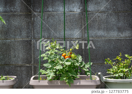夏の日差しを浴びる家庭菜園のトマト 127783775