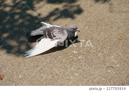 羽を広げて休む鳩 127783914