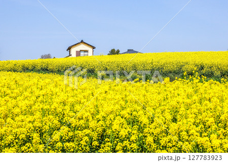 菜の花畑のある風景 菜の花畑のある風景 127783923