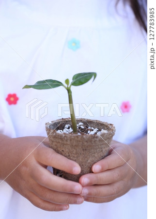 新芽　発芽　春　手　子供　 127783985