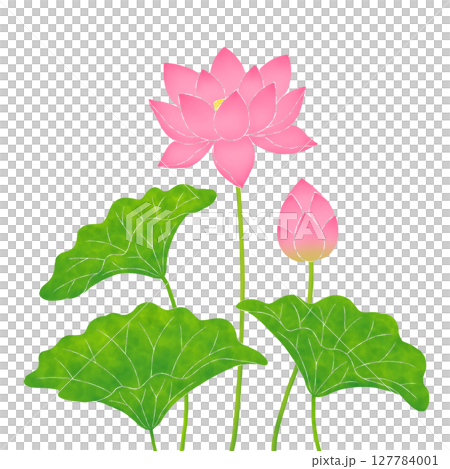 Lotus flower  127784001