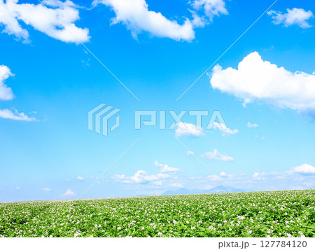 青空とじゃがいもの花が咲く北海道らしい爽やかな風景 127784120