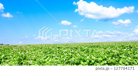 青空とじゃがいもの花が咲く北海道らしい爽やかな風景 127784171