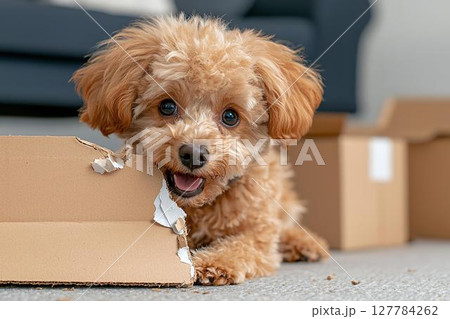好奇心いっぱいにダンボールをかじる子犬のしぐさ、問題行動 127784262