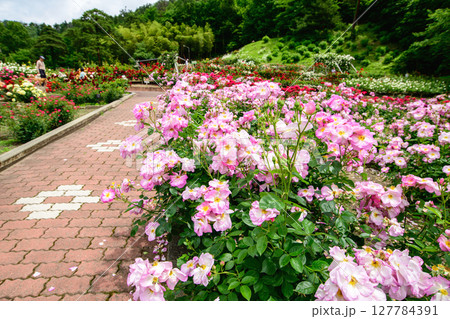 美しい薔薇咲き誇る 東沢バラ公園 山形県 美しい薔薇咲き誇る 東沢バラ公園 山形県 127784391