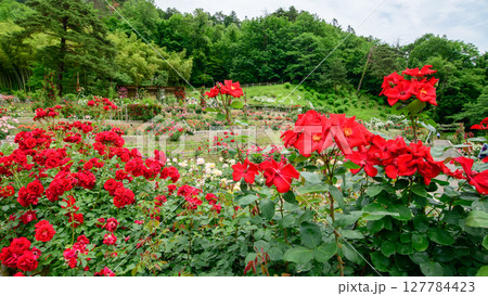 色とりどりの薔薇咲き誇るバラ園 東沢バラ公園 山形県  色とりどりの薔薇咲き誇るバラ園 東沢バラ公園 山形県  127784423