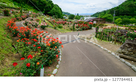 美しい薔薇咲き誇る 東沢バラ公園 山形県 美しい薔薇咲き誇る 東沢バラ公園 山形県 127784461