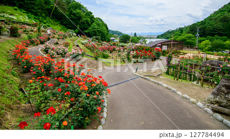 美しい薔薇咲き誇る 東沢バラ公園 山形県 美しい薔薇咲き誇る 東沢バラ公園 山形県 127784494