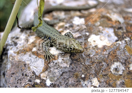 Greek Rock Lizard (Lacerta graeca) Greek Rock Lizard (Lacerta graeca) 127784547