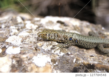 Greek Rock Lizard (Lacerta graeca) Greek Rock Lizard (Lacerta graeca) 127784548