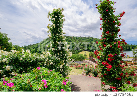 美しいバラ満開の東沢バラ公園　山形県　 127784563