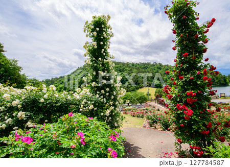 美しいバラ園 東沢バラ公園 山形県 美しいバラ園 東沢バラ公園 山形県 127784587